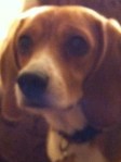 Trudy Clare Mitchell,   Official Blog Mascot