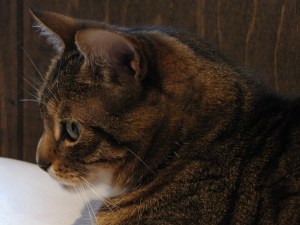 Profile of an Italian American Kitty